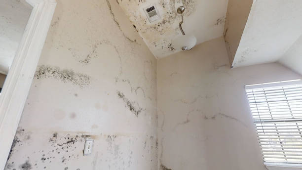 Best Environmental Consulting for Mold Prevention  in Oglala, SD