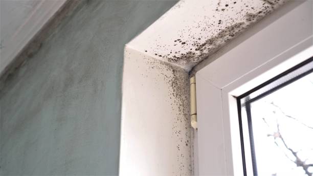 Best Emergency Mold Remediation  in Oglala, SD