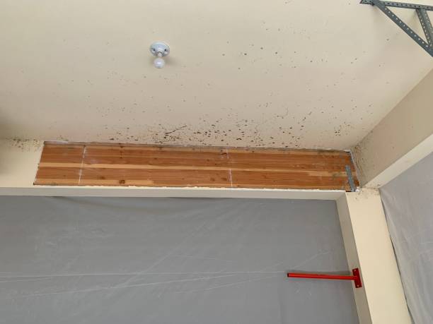 Best Crawl Space Mold Remediation  in Oglala, SD