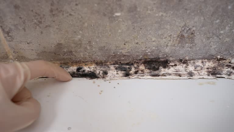 Best Mold Removal for HVAC Installations  in Oglala, SD