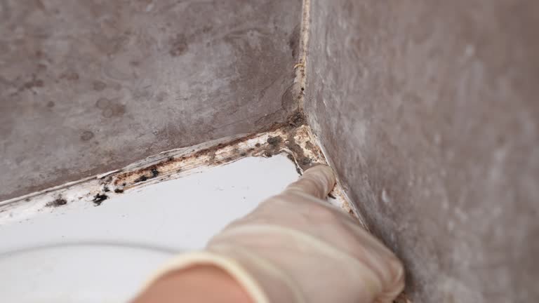 Biohazard Mold Removal in Oglala, SD